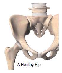 Hip Joint